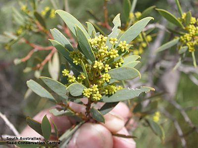 Acacia quornensis flower buds